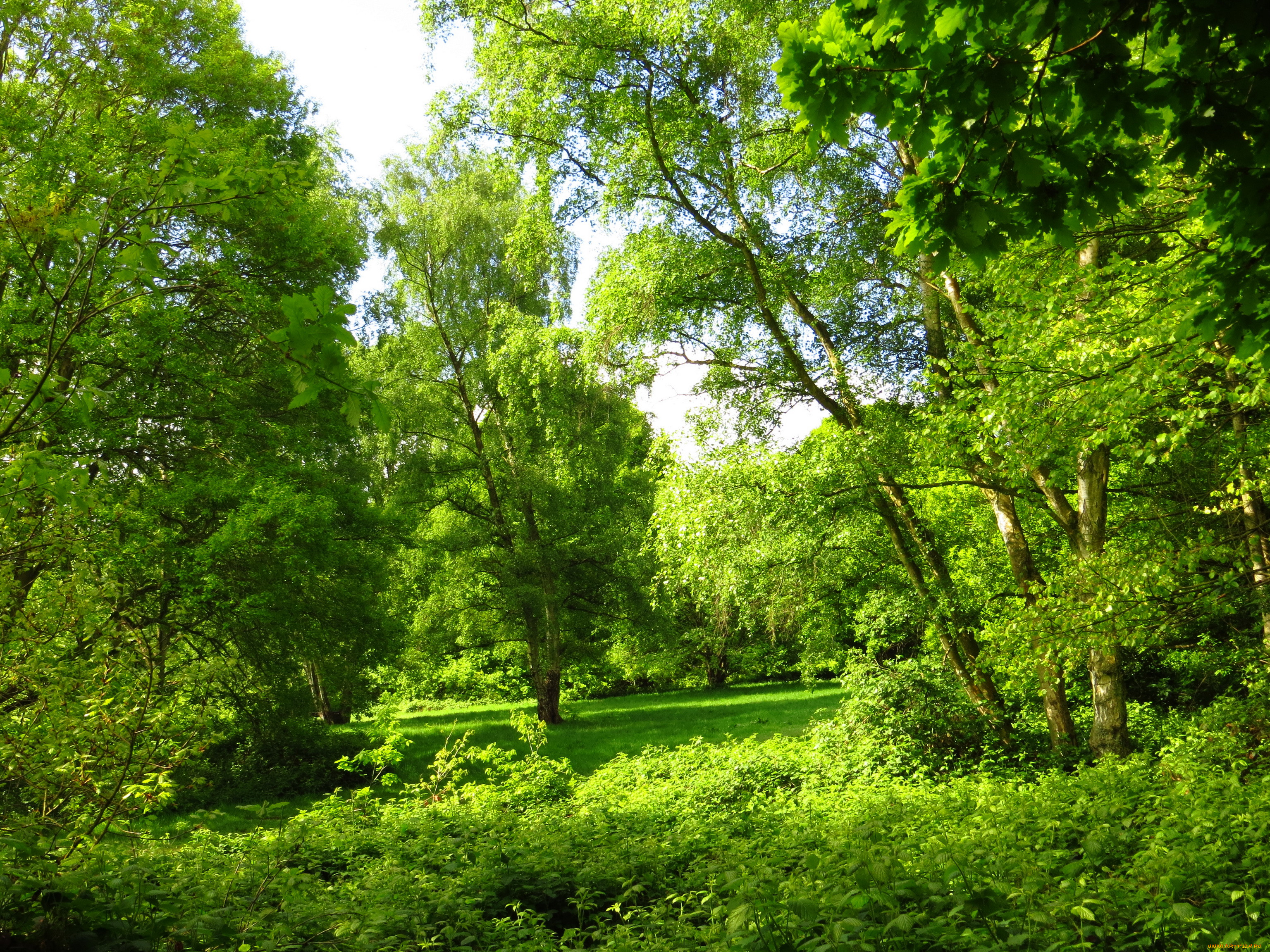 Фото деревьев лето. Широколиственный лес Дубрава. Летний лес. Деревья летом. Дерево зеленое.